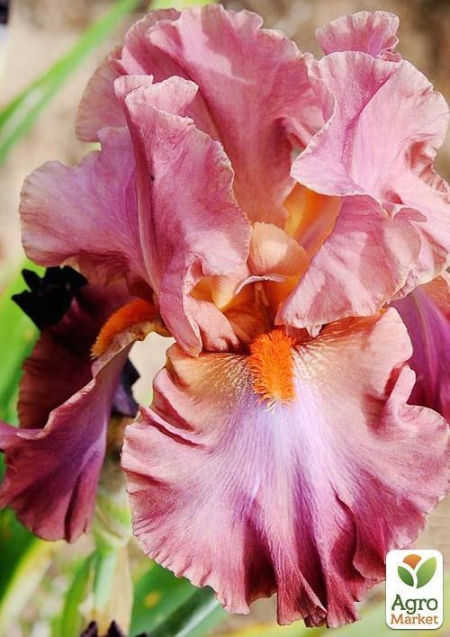 Ирис бородатый крупноцветковый "Sambuka Rosa"  1шт в упаковке