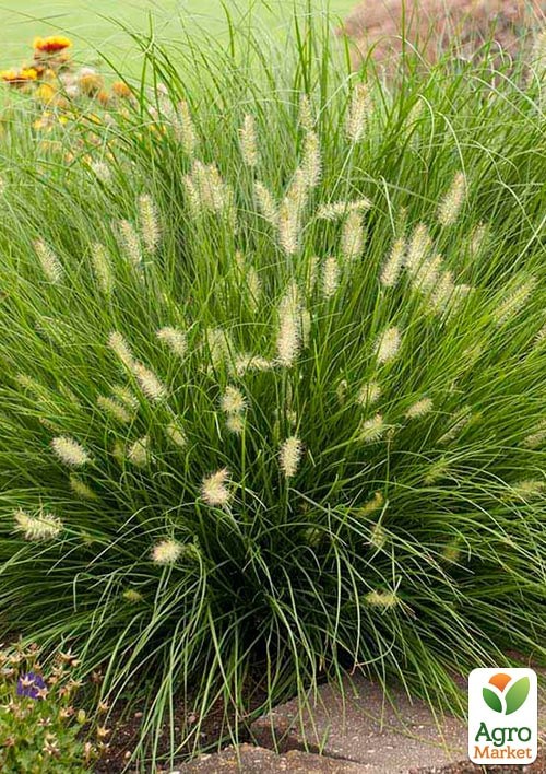 Пеннисетум "Little Bunny" вазон С2