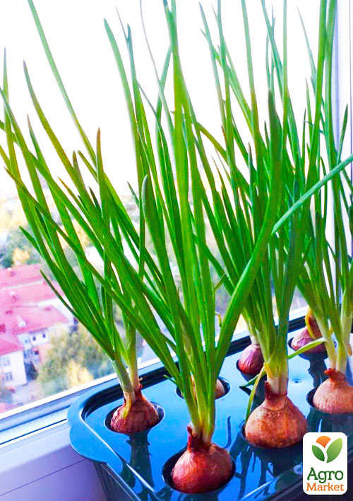 Набор для проращивания лука "Чиполлино"