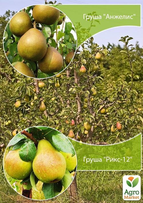 Дерево-сад Груша «Анжеліс + Рікс-12»