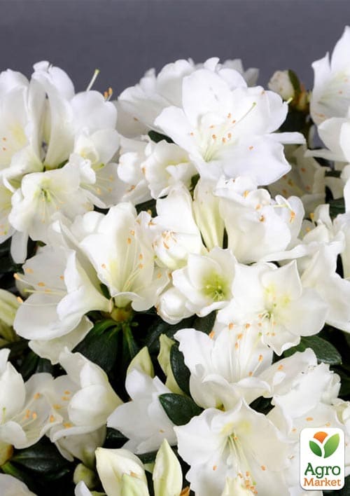 Азалия Японская "Снежная жемчужина"(Azalea japonica Schneeperlе)