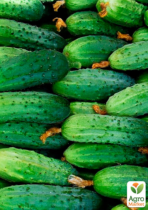 На вагу Огірок "Суміш F1" ТМ "Весна" ціна за 2г - фото 3