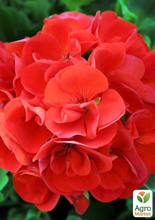 Пеларгония зональная "Люстра Скарлет" ТМ "Vesna Exclusive" 5шт