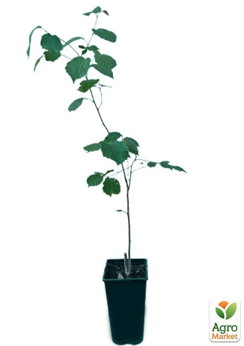 Фундук краснолистный "Ред Маджестик" укорененный в контейнере (саженец 2 года) - фото 2