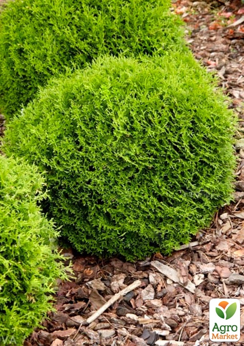 Туя западная "Tip Top" С2, высота 20-25см - фото 3