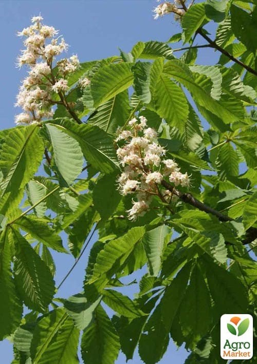 Каштан кінський "Aesculus" (красиво квітуче дерево) висота 20-50см - фото 2