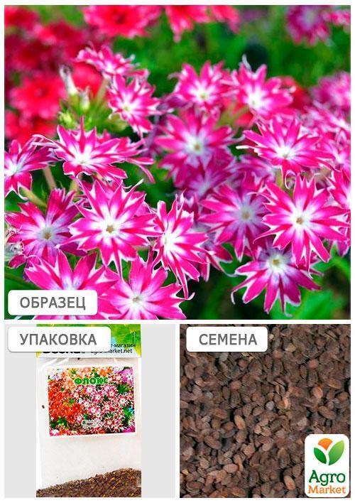Флокс Друммонда(Зипер) ТМ "Весна" 0.5г - фото 2