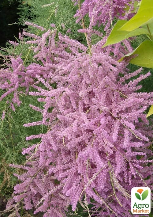 Тамарикс ветвистый 2-х летний "Pink Cascade" С2 - фото 5