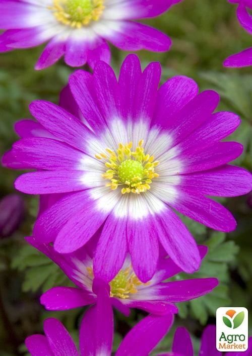 Анемона "Blanda Pink Star" (размер 5/7 крупный) 5шт в упаковке