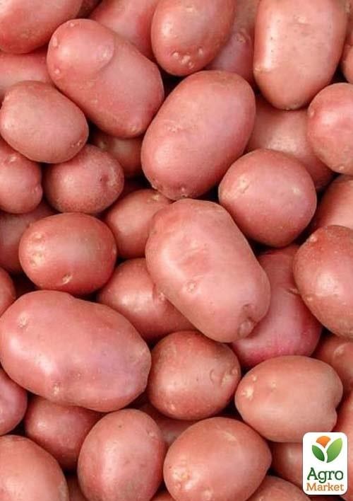 Насіннєва рання картопля "Добродар" (на варіння, 1 репродукція)