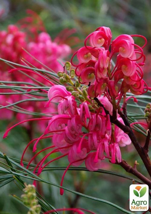 Гревиллея "Бенкс Форстер" ТМ "Vesna Exclusive" 2шт - фото 6