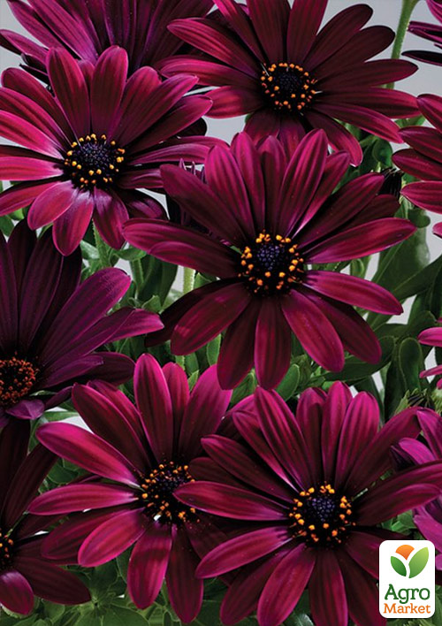 Остеоспермум "Emma"