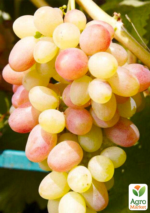Виноград десертный "7-3" (селекционный номер)