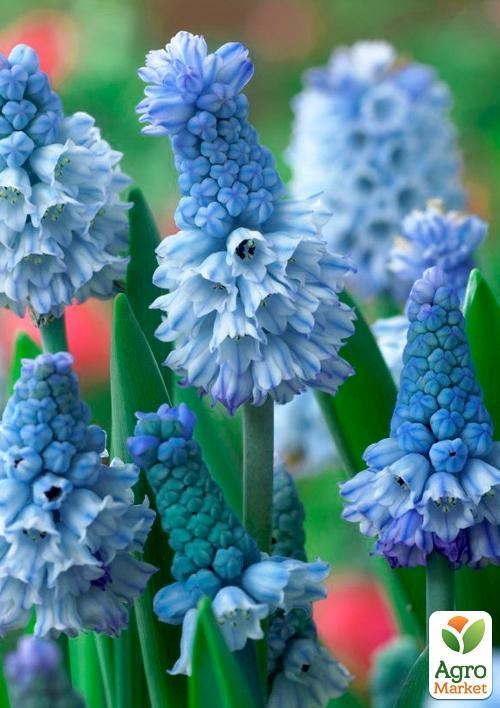 Мускари "Azureum" (размер 5/6 , крупный)