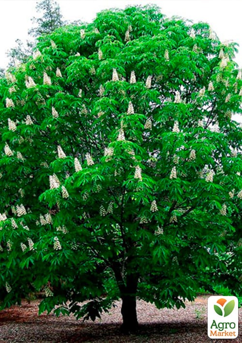 Каштан зеленый "Конский" (самая популярная разновидность) высота 20-50см - фото 2