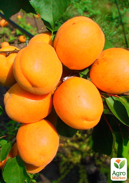 Абрикос "Харгранд" (летний сорт, поздний срок созревания)