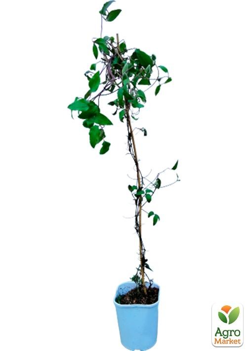 Клематис 3-х річний "Fuyu-No-Tabi" С2 - фото 3