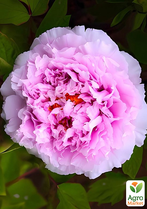 Пион древовидный "Yu Hou Feng Guang" (Китай, саженец 2 года)