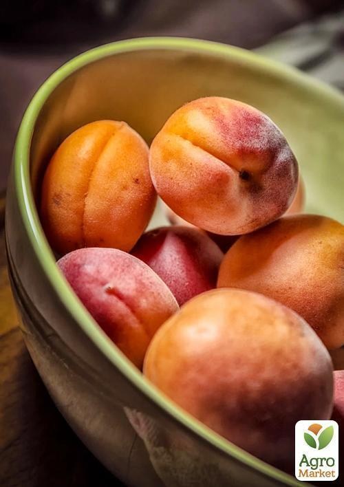 Абрикос "Мелитопольский поздний"