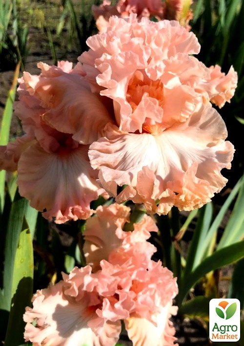 Ирис бородатый крупноцветковый "Pretty Kitty"   - фото 2