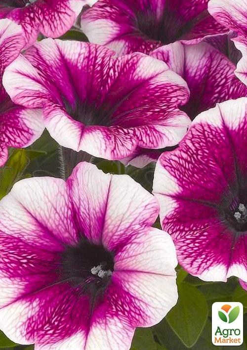 Петуния ампельная Sweetunia "Purple Touch" (контейнер №10, высота 10-15см)
