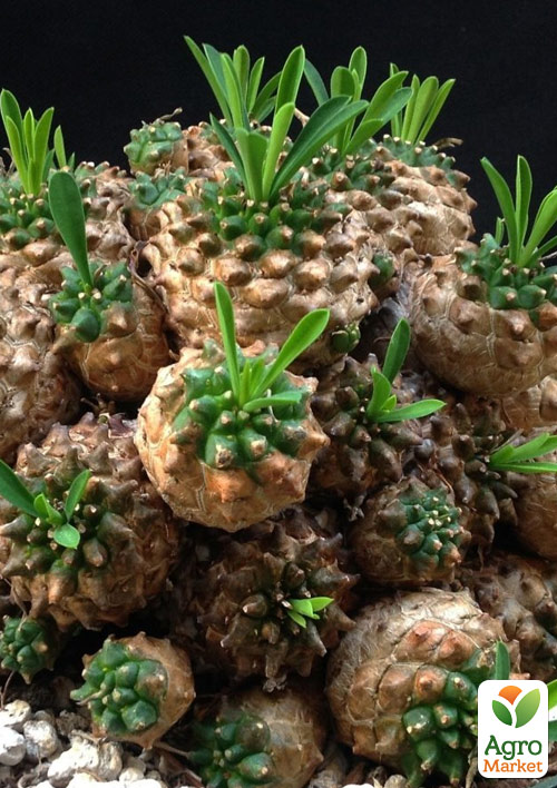 LMTD Эуфорбия "Gabizan" (суккулент)  - фото 7