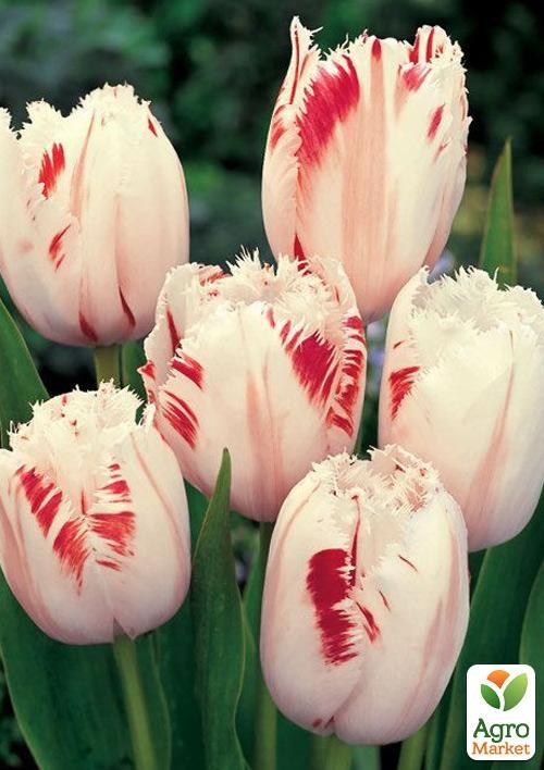 Тюльпан "Carrousel"  - фото 3