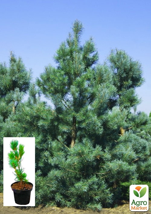Сосна "Глаука" (Pinus sylvestris "Glauca") C2, высота 30-40см