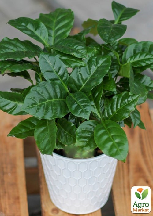 Кофейное дерево "Пастельман" ТМ "Vesna Exclusive" 5шт