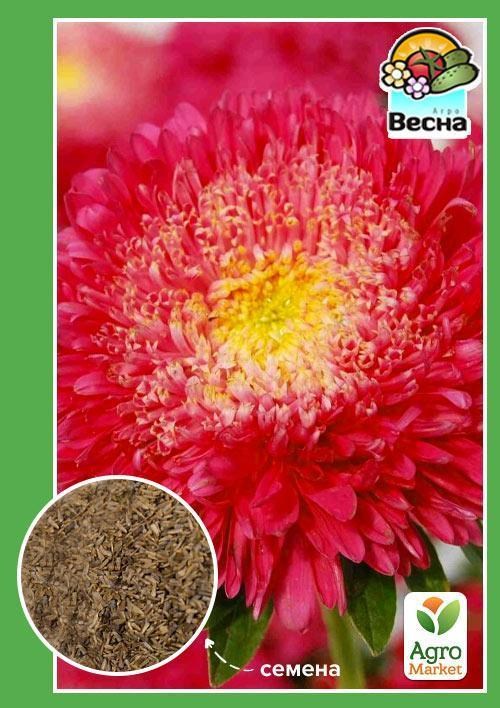 Астра "Испанская ночь" ТМ "Весна" 0.2г