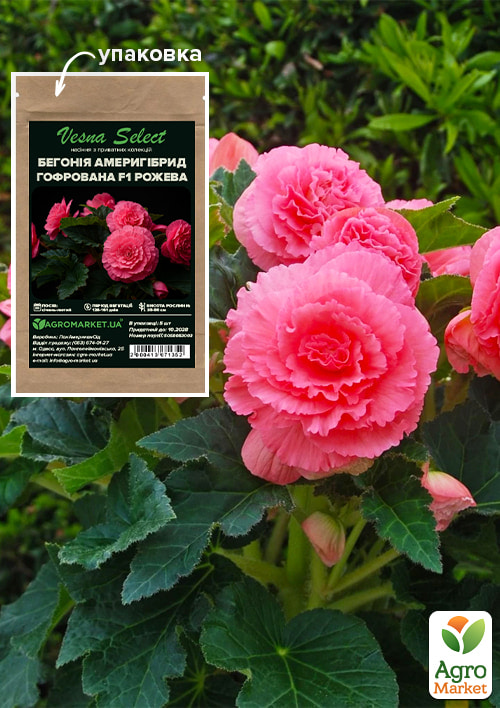 Бегония "Америгибрид гофрированная F1 розовая" ТМ "Vesna Select" 5шт