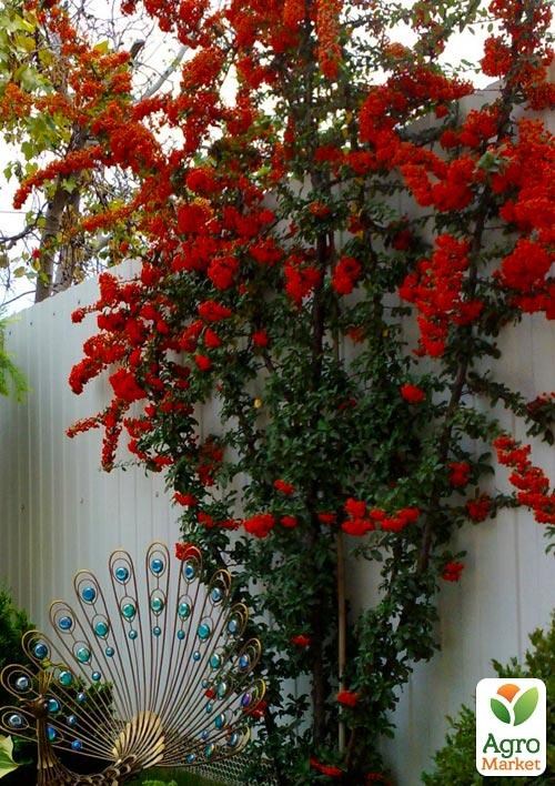 Пираканта (живая изгородь) "Red Column" 