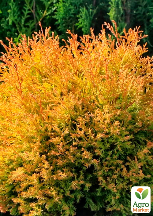 Туя західна "Rheingold" (контейнер P9, висота 10-12 см)