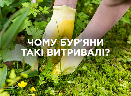 Как бороться с живучими сорняками?