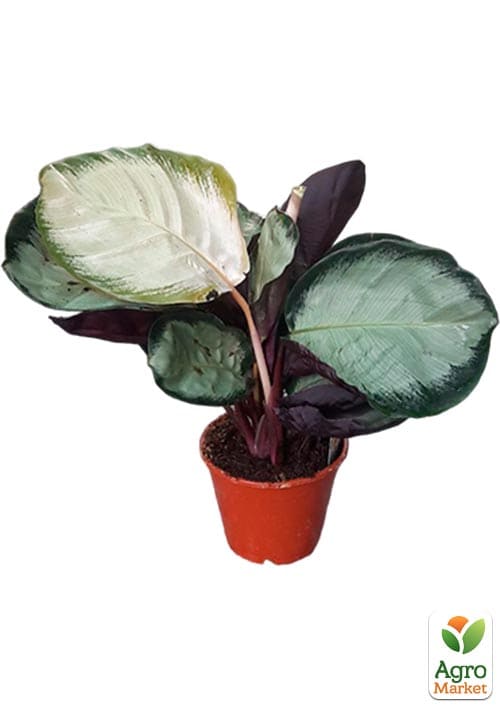 Калатея "Roseo Rosy" высота 35-45см - фото 6