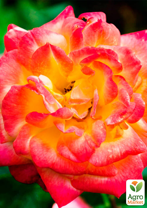 Роза парковая "Павлинный глаз" (саженец класса АА+) высший сорт - фото 4