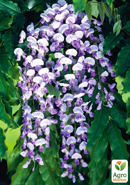 Глициния 3-х летняя японская "Домино" (Wisteria japanese Domino) С2, высота саженца 60-100см - фото 4