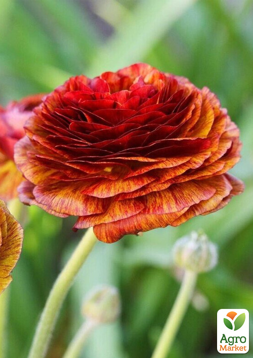 Лютики (Ранункулюс) "Picotee Cafe"