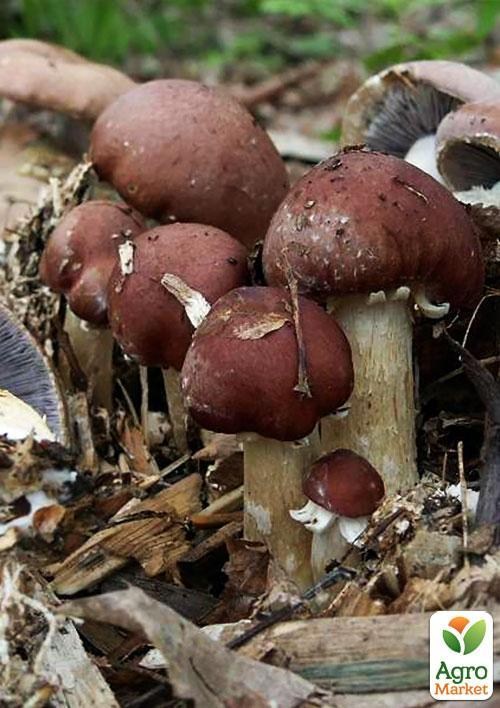 Сухой зерновой мицелий "Кольцевик" 100г