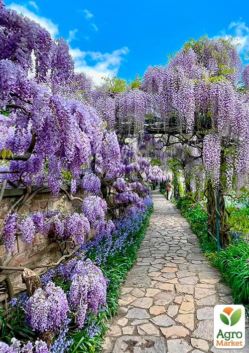 Эксклюзив! Глициния насыщенно сиренево-голубая "Сказочный сад" (Fairy garden) (премиальный махровый сорт)
