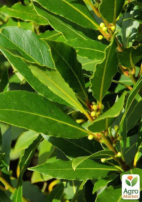 Лавр вечнозеленый "Благородный" (высокие декоративные качества) - фото 3