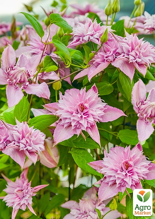 LMTD Клематис 3-х річний "Multi Pink" (висота 60-80 см) - фото 3