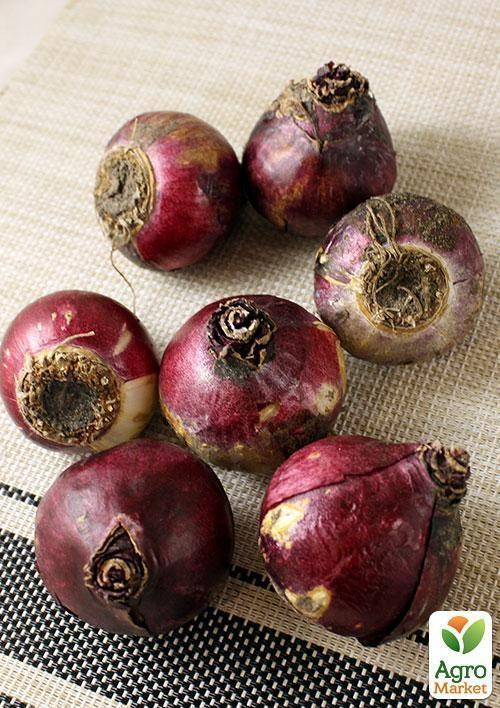 Гиацинт "Aida" (размер 15/16 , крупный) 2шт в упаковке - фото 2