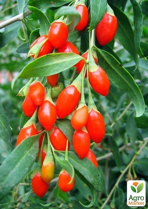 Годжі "Тібетський" (перехресне запилення, садити по 2 шт)