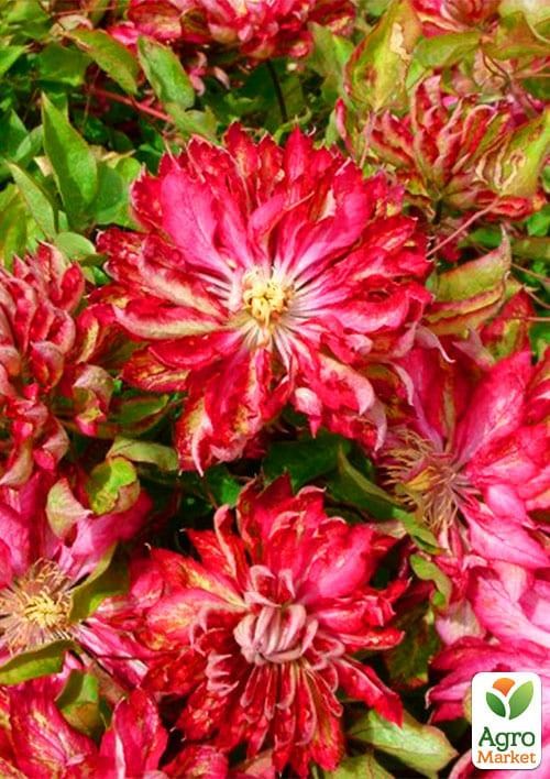 Клематис 3-х летний "Kaen" С2 - фото 4