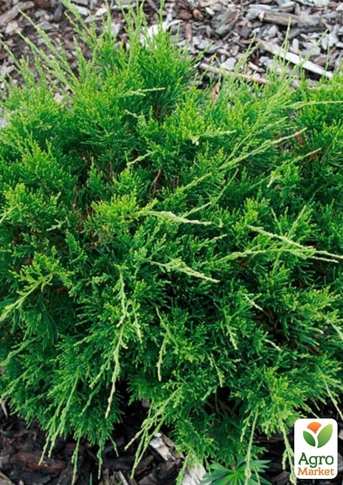 Можжевельник средний "Pfitzeriana" (ком/сетка) диаметр 50-60 см - фото 5