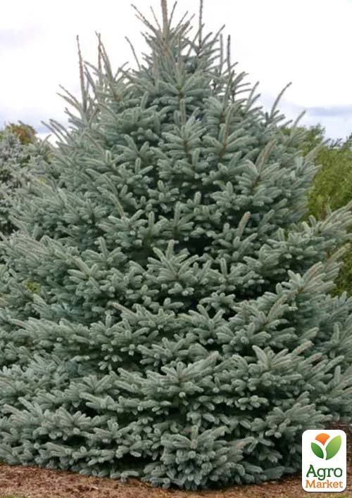 Ель Вильсона "Picea Wilsonii" вазон С2, высота 15-25см