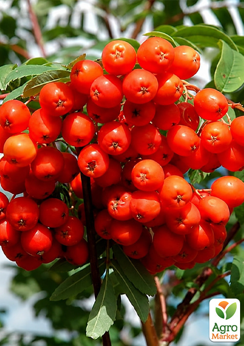 Горобина шведська червона (Sorbus intermedia)