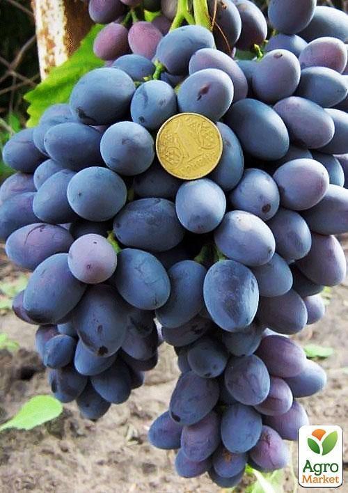 Виноград "Атаман Павлюк" (ранне-средний срок созревания, длительный срок хранения ягод)
