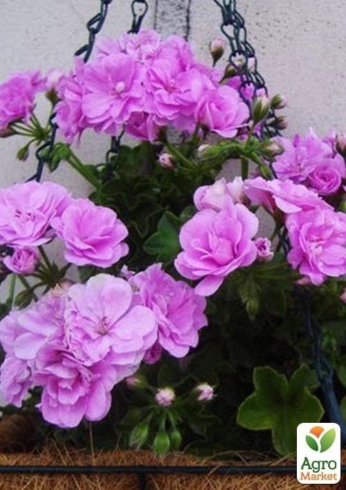 Пеларгония ампельная "Light Lavender" (контейнер № 10, высота 10-20 см)
